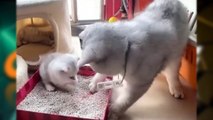 Tahan Tawa ! Kumpulan Video Lucu Kucing Terbaru Bikin Ketawa Ngakak