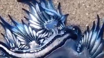 Sahilde nefes kesen görüntü! Nadir görülen bir tür mavi ejderha deniz kıyısına vurdu