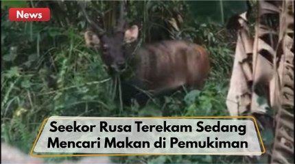 Seekor Rusa Terekam Sedang Mencari Makan Di Pemukiman Warga !!