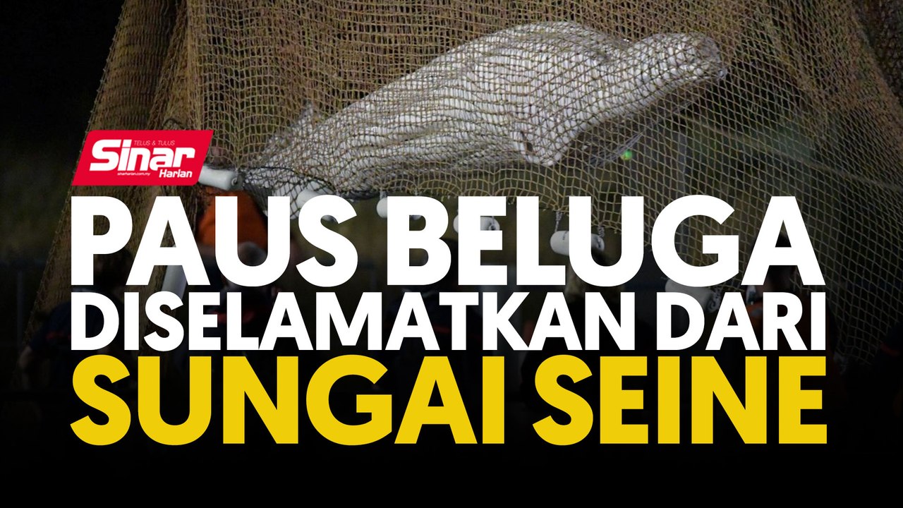 Paus Beluga diselamatkan dari Sungai Seine