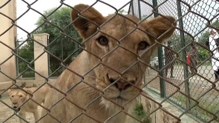 Lions being auctioned off by zoo in Pakistan to free up space and cut costs