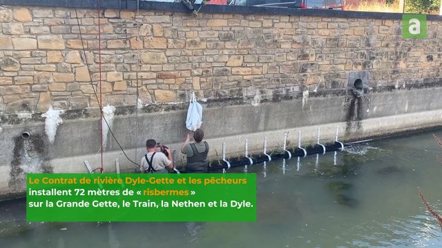 Le Contrat de rivière Dyle-Gette et les pêcheurs installent 72 mètres de « risbermes » sur la Grande Gette, le Train, la Nethen et la Dyle en Brabant wallon
