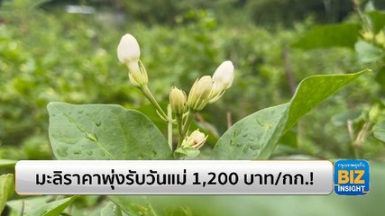 มะลิราคาพุ่งรับวันแม่ 1,200 บาท/กิโลกรัม