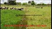 SHEEP AND GOAT FARMING:_SEMI INTENSIVE GRAZING METHOD-PART-5