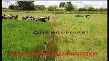 SHEEP AND GOAT FARMING:_SEMI INTENSIVE GRAZING METHOD-PART-5