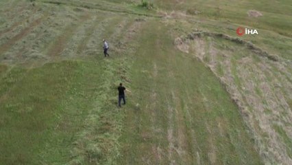 Çiftçiler tırpanla ot biçme geleneğini sürdürüyor