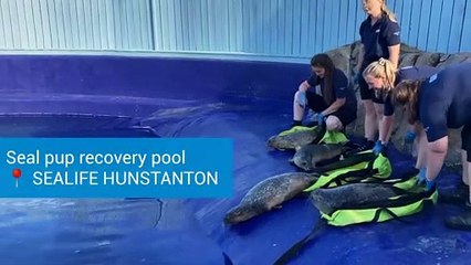 Seal pup recovery pool opens at Sealife Hunstaton