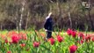 In Sicilia come in Olanda, i custodi dei tulipani