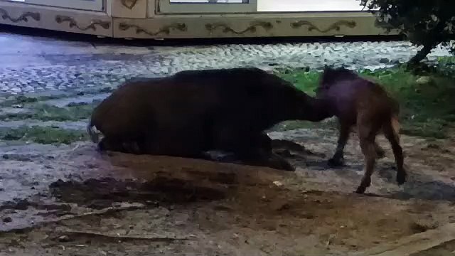 Santa Margherita Ligure, famiglia di cinghiali sul lungomare