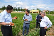 Ankara gündem haberleri... Kahramankazan'da belediye çalışanları, ihtiyaç sahipleri için sebze üretiyor