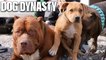 Meet Bruno - The Rising Star Of DDK9s | DOG DYNASTY