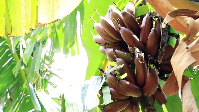 Per fare una borsa ci vuole un ananas