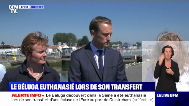 Il était trop affaibli pour être remis à l'eau : la préfecture du Calvados s'exprime sur la mort du béluga