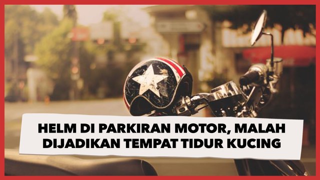 Gemas! Ketika Tinggalkan Helm di Parkiran Motor, Malah Dijadikan Tempat Tidur Kucing