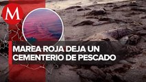 En Yucatán, marea roja arrasa con especies marinas; pescadores y turismo, los afectados
