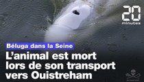 Béluga dans la Seine : L’animal est mort lors de son transport vers Ouistreham