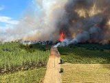 Son dakika haber... Fransa'nın güneybatısında orman yangını: 6 bin hektar alan kül oldu