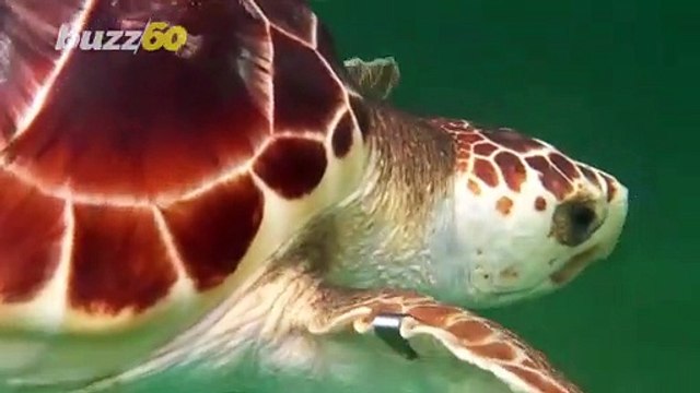 Aw! Baby Sea Turtle Hatchlings Make Their Way to the Ocean in ‘Surprise Emergence’