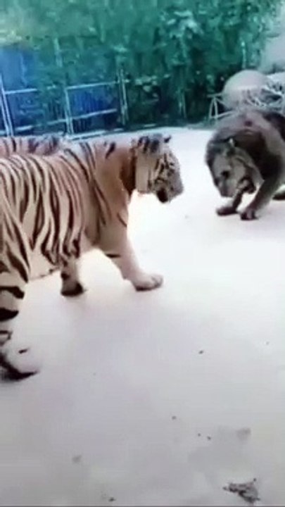 Wild King Lion 