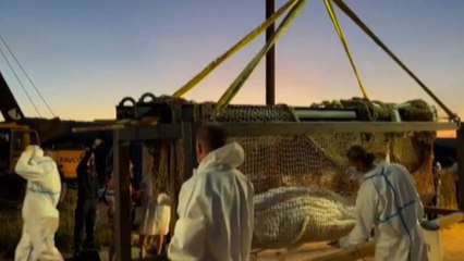 E' morto durante il trasporto il beluga intrappolato nella Senna