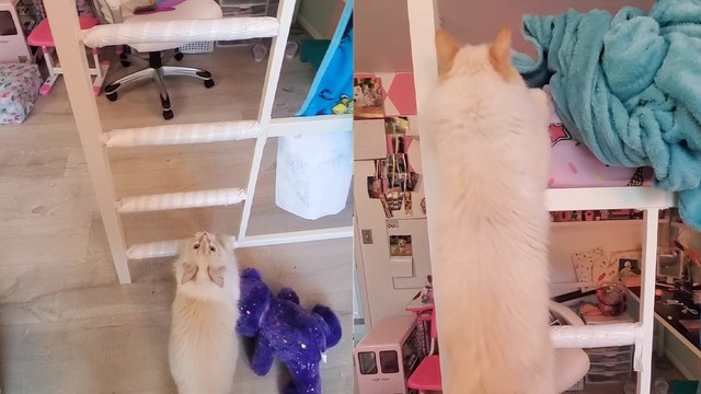 The adorable cat likes climbing the ladder rather than jumping