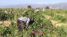 Gaziantep haberi | GAZİANTEP - İslahiye'de 50 bin dekar alanda üzüm hasadı başladı