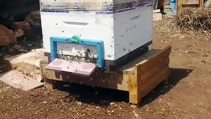 شاهد داخل صندوق مملكة النحل