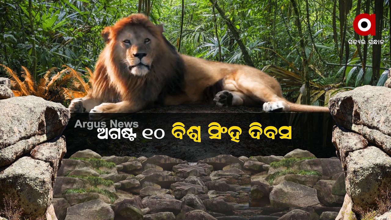 World Lion Day !