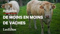 La France va-t-elle bientôt manquer de viande bovine ?