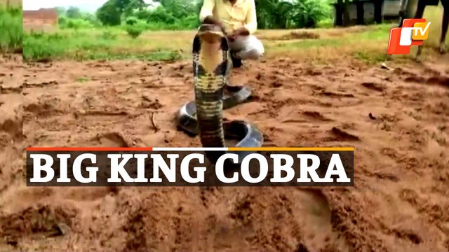 WATCH - BIG King Cobra Rescued In Odisha’s Nayagarh – BIG King Cobra