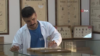 Yanan ormanlık alanlardan 60 yıldır toplanan böcekler bu müzede sergileniyor
