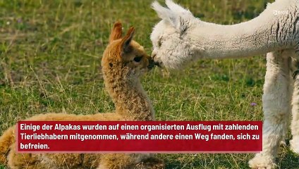 Alpakas in Loch Ness ähneln dem Ungeheuer