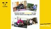 Dogs Trust Leeds - Home from Home Foster Carer appeal