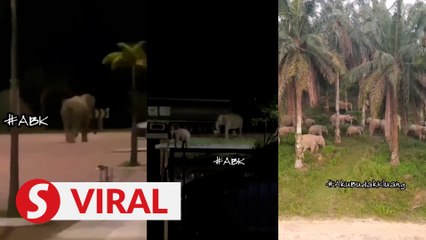 Herd of elephants in Kluang guided back to habitat