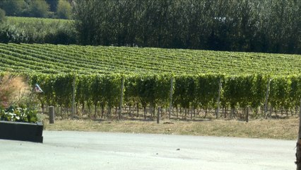 Kent's vineyards flourishing during summer heatwave