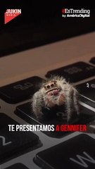 ¡Una araña que da la pata! Este hombre tiene una inusual mascota