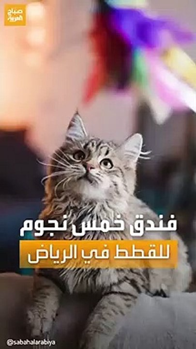 خمس نجوم.. تعرف على قصة أول فندق للقطط والحيوانات الأليفة في المملكة