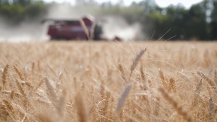 Descargar video: Agroalimentare, nel primo trimestre l'export supera i 6 mld