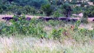 OMG!!! 3 Buffalo vs 100 Lions, Buffalo Herd Take Down Lion To Save Fellow _ Epic Battle in Wildlife