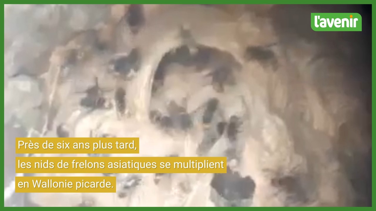 Six ans après leur arrivée, les frelons asiatiques envahissent le Tournaisis