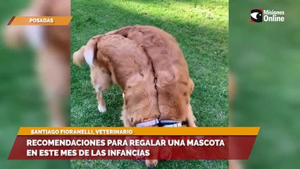 Recomendaciones para regalar una mascota en este mes de las infancias