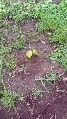 Video Story- More than 9 thousand plants sprouted from earthen laddus,