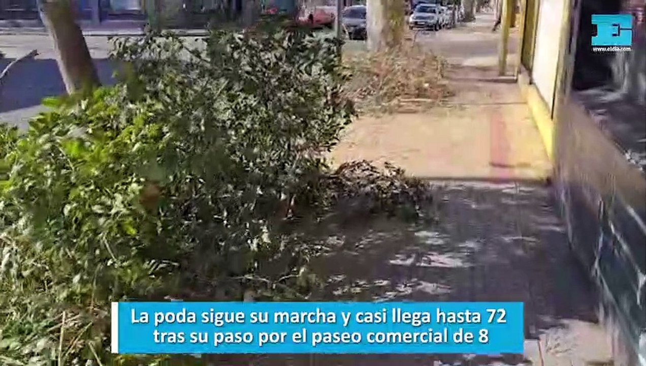 La poda sigue su marcha y casi llega hasta 72  tras su paso por el paseo comercial de 8