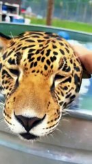 Jaguar Cooling Off! ADORABLE