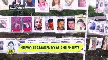 Dan nuevo tratamiento al ahuehuete de Reforma para promover su crecimiento