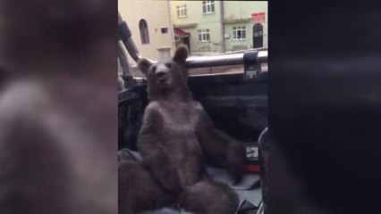 Baygın halde bulunan ayı kurtarıldı