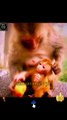 Wow Very Cute Little Monkeys And Mothers Monkey Videos _ Cute Animals Video #shorts #animals #viral