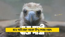 Baaz Pakhi | The Hawk | Heart Touching Inspirational Story | বাজ পাখি | জীবন তৈরি কর বাজ পাখির মত