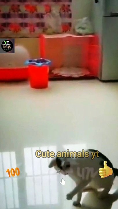 Very Beautiful Cute Cat Dancing Videos 2022 | Cute Animals Yt