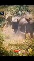 Very Amazing Cute Animals Attacked Lion Videos 2022 _ animal attack #shorts #viral #video #animals